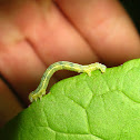 Fall Cankerworm