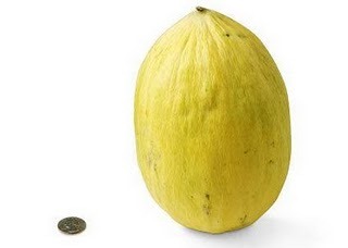 [36-crenshaw-melon[2].jpg]