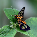 黑腹環鹿蛾Amata fortunei