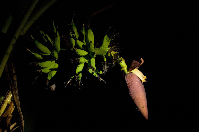 Banana flower