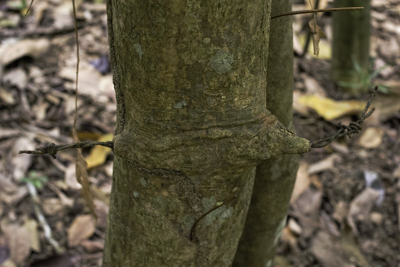 barbed wire tree