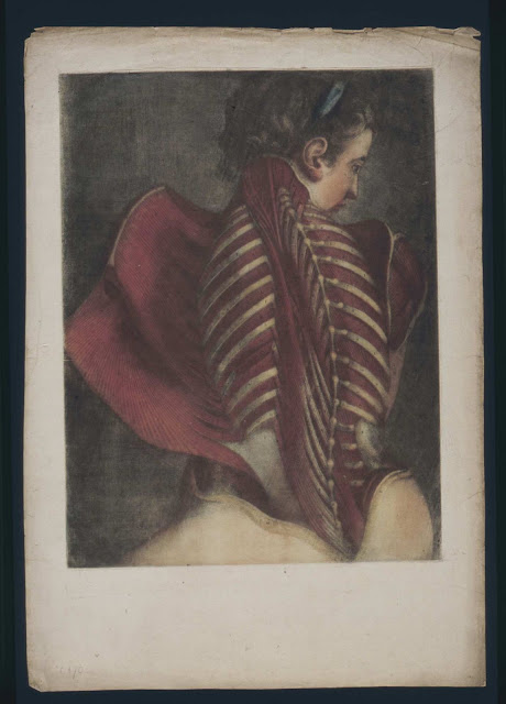 anatomie
