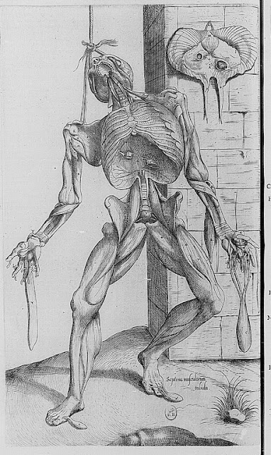 anatomie
