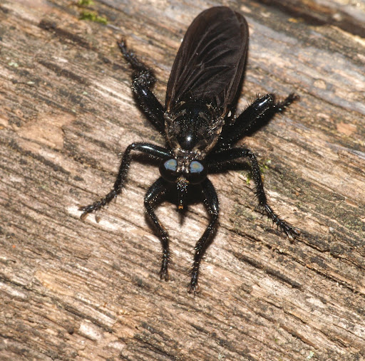 that most Robber Flies lay