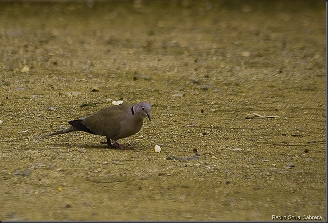 20090405-palomas-5-23