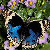mariposas