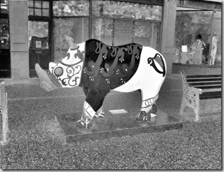 black and white rhino