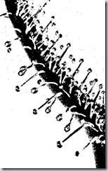 fern bw3