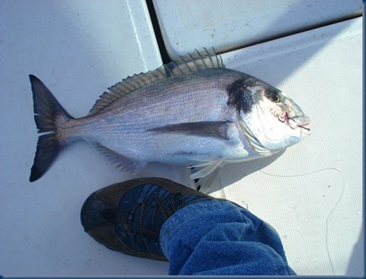 Dourada de Quinta feira