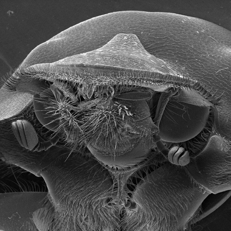 Ugly Bug - Scarab Beetle