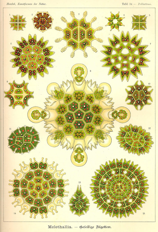 Kunst-Formen der Natur, by Ernst Haeckel