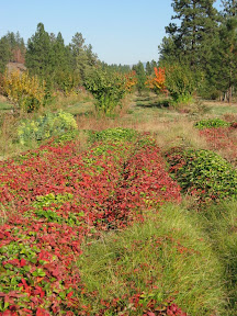 The garden/orchard at Grandmommies