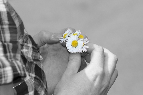 [daisyflower[7].jpg]