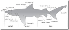 800px-Parts_of_a_shark 800px-Parts_of_a_shark