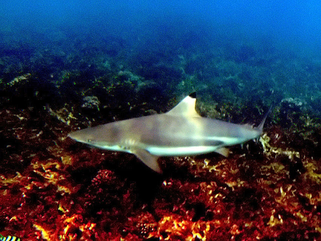 Какое лучшее место на Ко Тао?