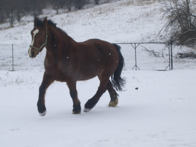 Obrazek