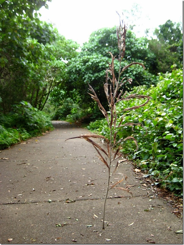 800twig