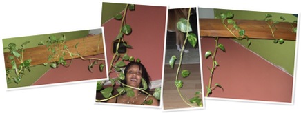 View moms plant