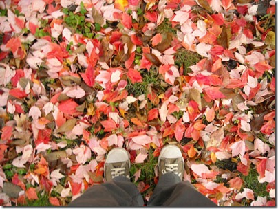 Front yard (October 28, 2009)