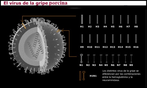 virus gripe virus gripe