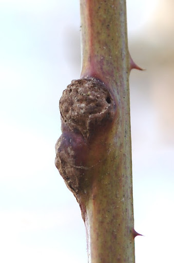 Bramengal2