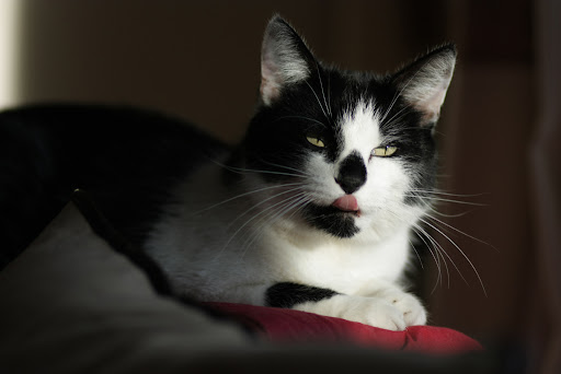 IMAGE: http://lh6.ggpht.com/_kjJaNzHgeY0/SvbSzwt4O1I/AAAAAAAAInU/wBbmH_QkDks/Daisy%201024.jpg