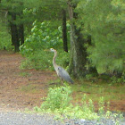 Grey Heron