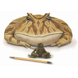 [Toad Frog Pencil[4].jpg]