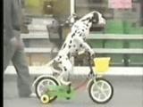 [perro ciclista[4].jpg]
