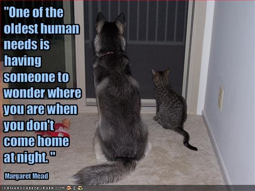[funny-dog-pictures-cat-and-dog-wait-for-you-to-come-home[1].jpg]