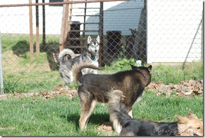 Dogs playing