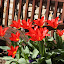 knowlesie's Spring '09 garden