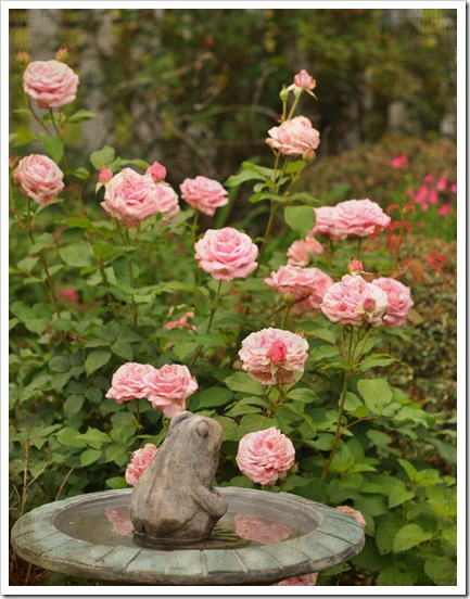 roses-backyard 039 w-texture