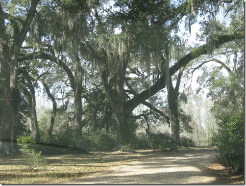 THE MYRTLES 076