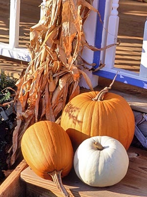 [bhg pumpkin trio[10].jpg]