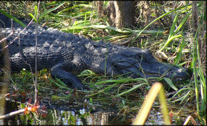 http://lh6.ggpht.com/_kwQNCqCi_5c/SWO_AHl2zSI/AAAAAAAAAzQ/c7WqGkavjgM/s720/everglades3.JPG
