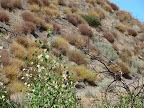Darion walking the outer trail at Kings Canyon