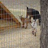 Baby Goats 2009