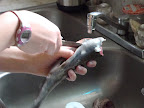 Cleaning her first fish
