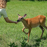  &ndash; Parque Omega - Alimentando a Bambi