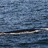  &ndash; Taudossac - Ballenas