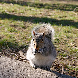  &ndash; Ardilla comiendo