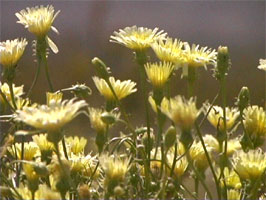 Desert Dandelion