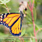 Monarch Butterfly