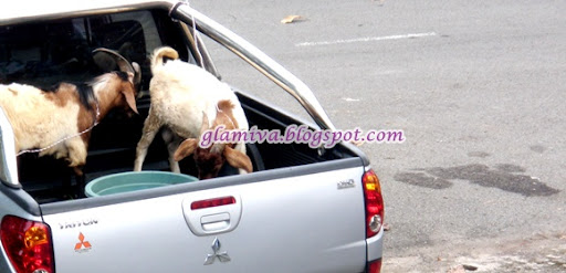 two goats on vehicle four wheel mitsubishi triton to kota belud sabah