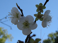 Click to enlarge 梅花