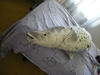 捕獲一隻目測約 140cm 的大魚…父親您不是說是隻海豚嗎！？ --2010.07.14