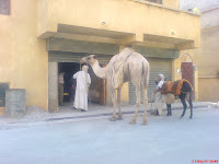 DSC01037.JPG