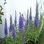 Delphinium