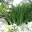 Japanese Iris